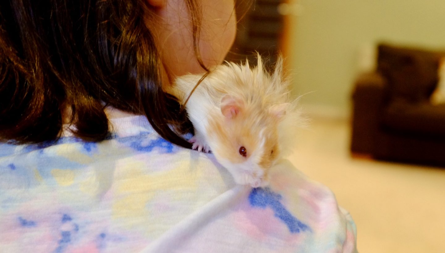 syrian hamster on a girl's shoulder