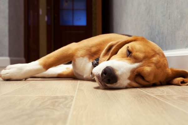 Vinyl Flooring: A Durable and Pet-Friendly Option for Busy Homes