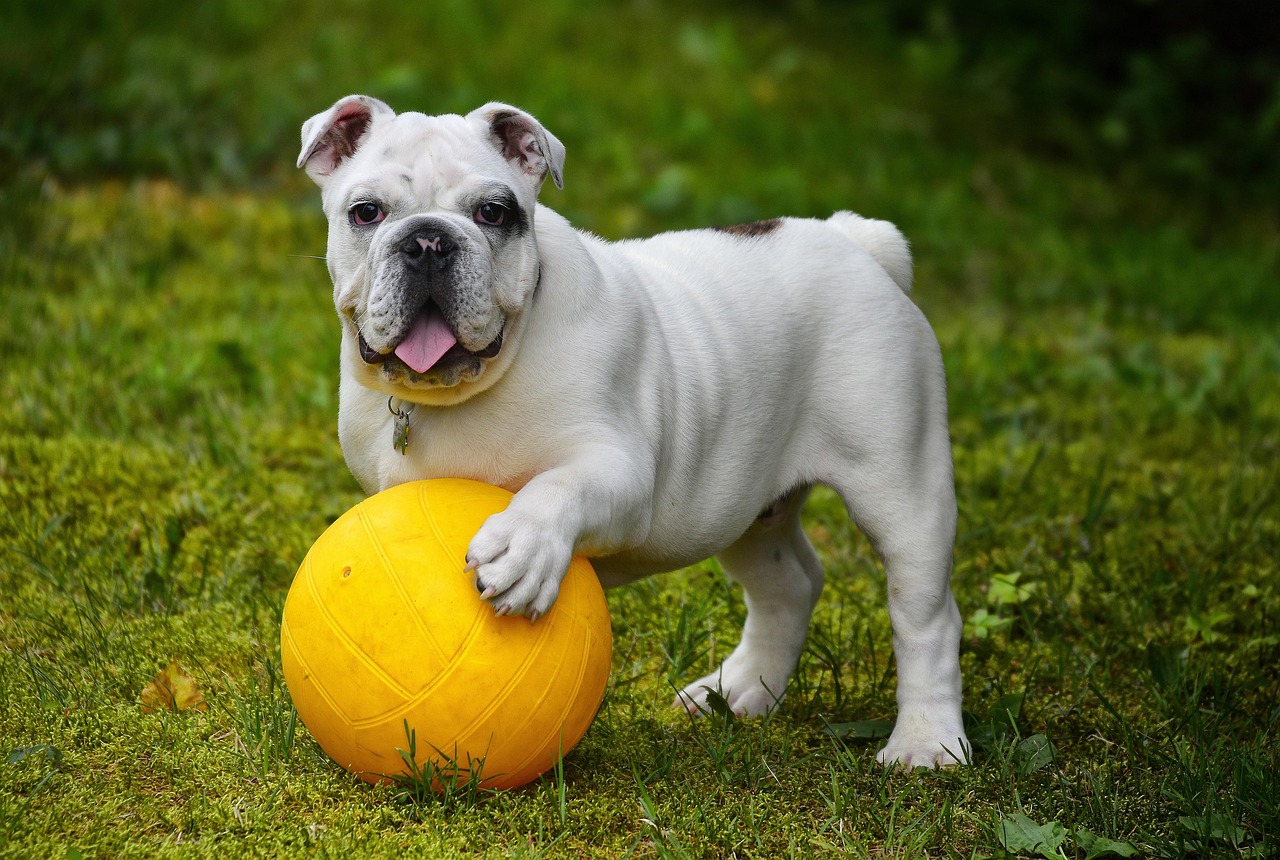 5 Mistakes Pet Owners Make When Choosing Dog Treats