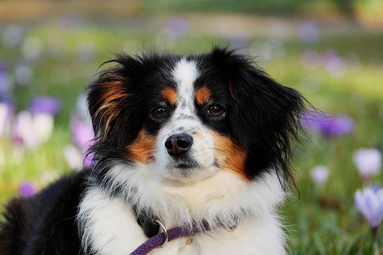 Keeping Your Dog Calm After Surgery: A Complete Recovery Guide