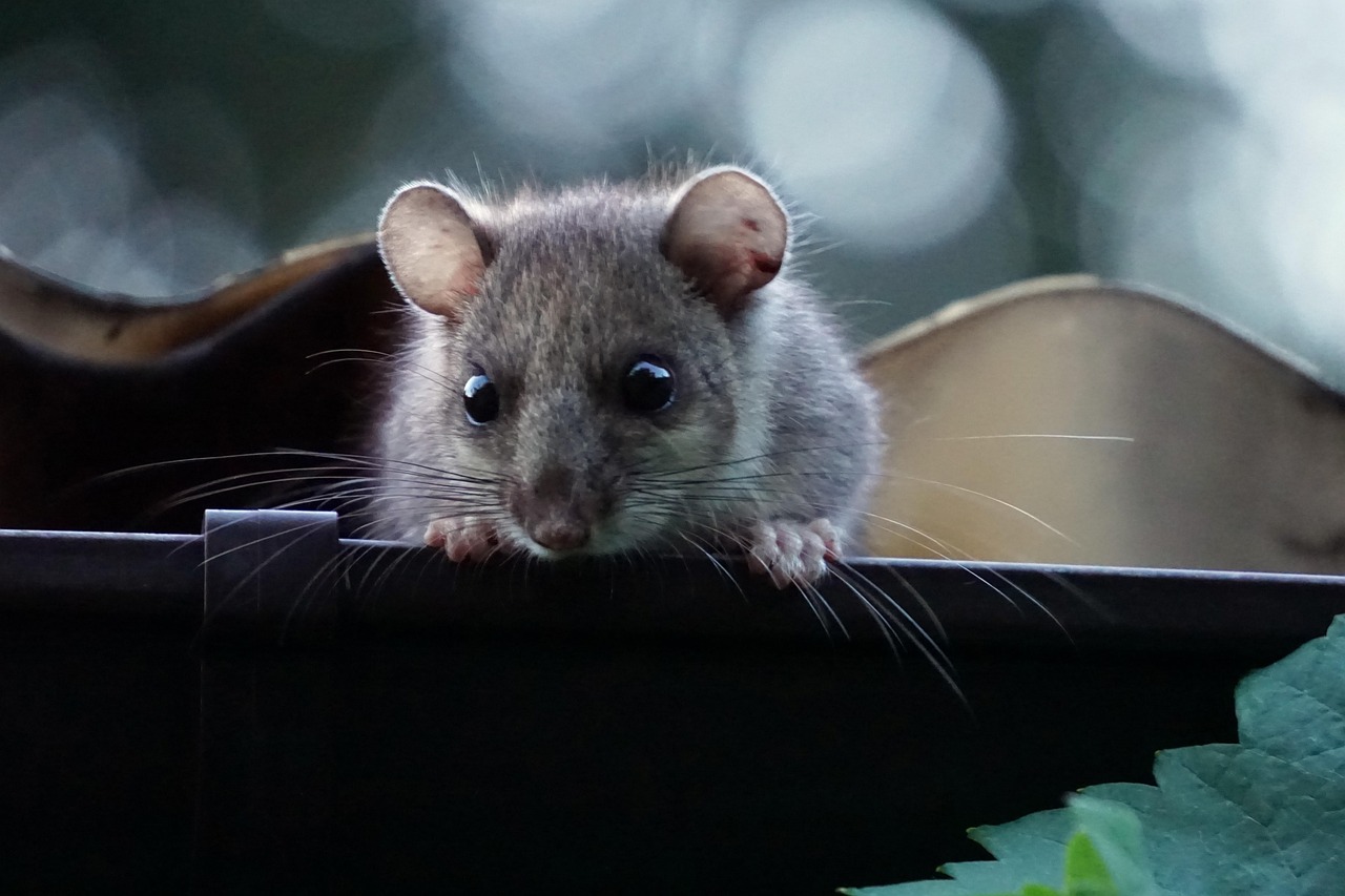 7 Signs Your Gutters Need to Be Replaced, Not Just Cleaned