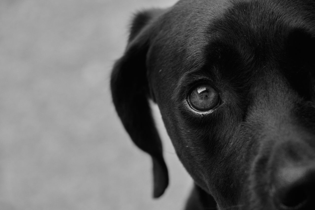 5 Changes in Your Dog’s Behavior That Could Signal Chronic Pain