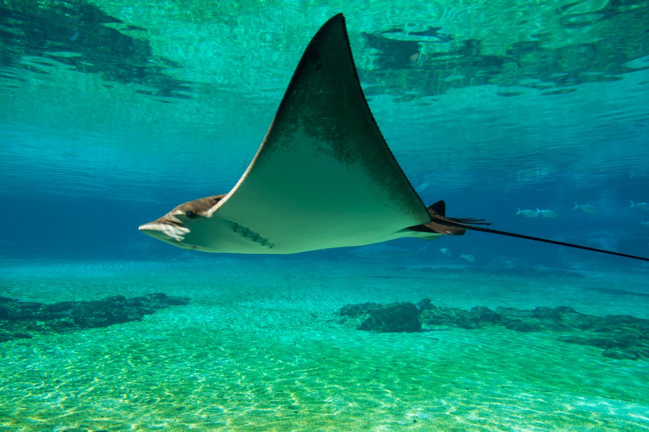 5 Things to Know Before Going on a Kona Manta Ray Snorkel Tour